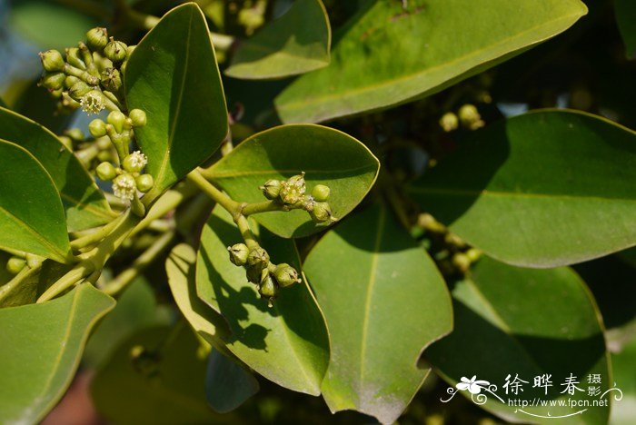竹节树Carallia brachiata 竹节树Carallia brachiata