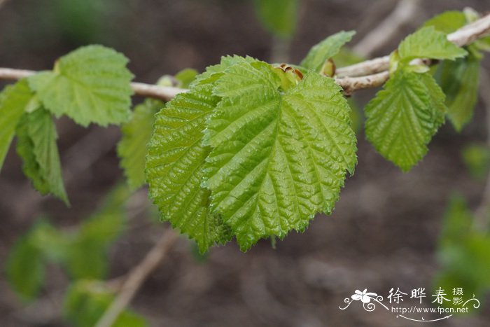 土耳其榛Corylus colurna