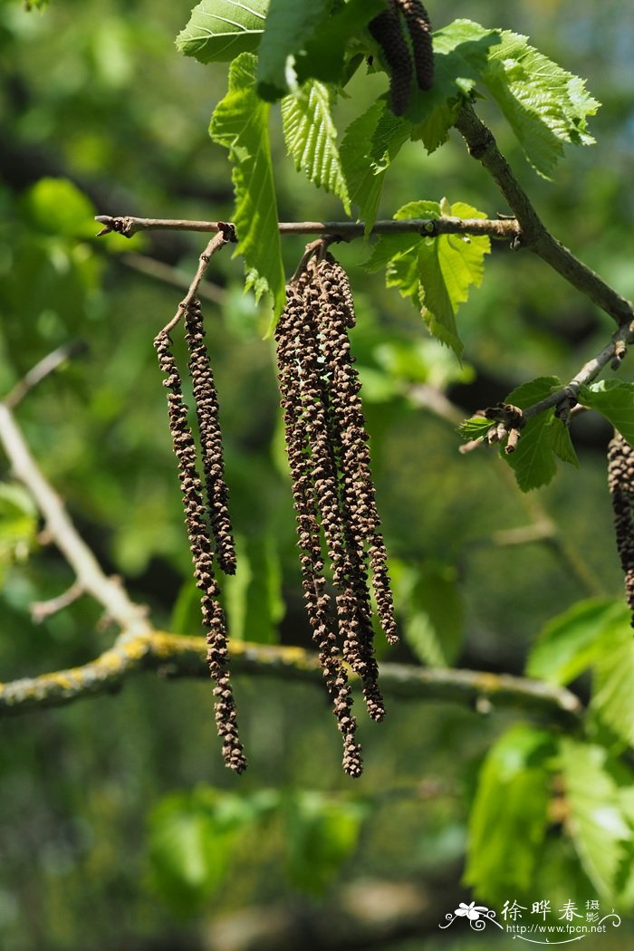 土耳其榛Corylus colurna