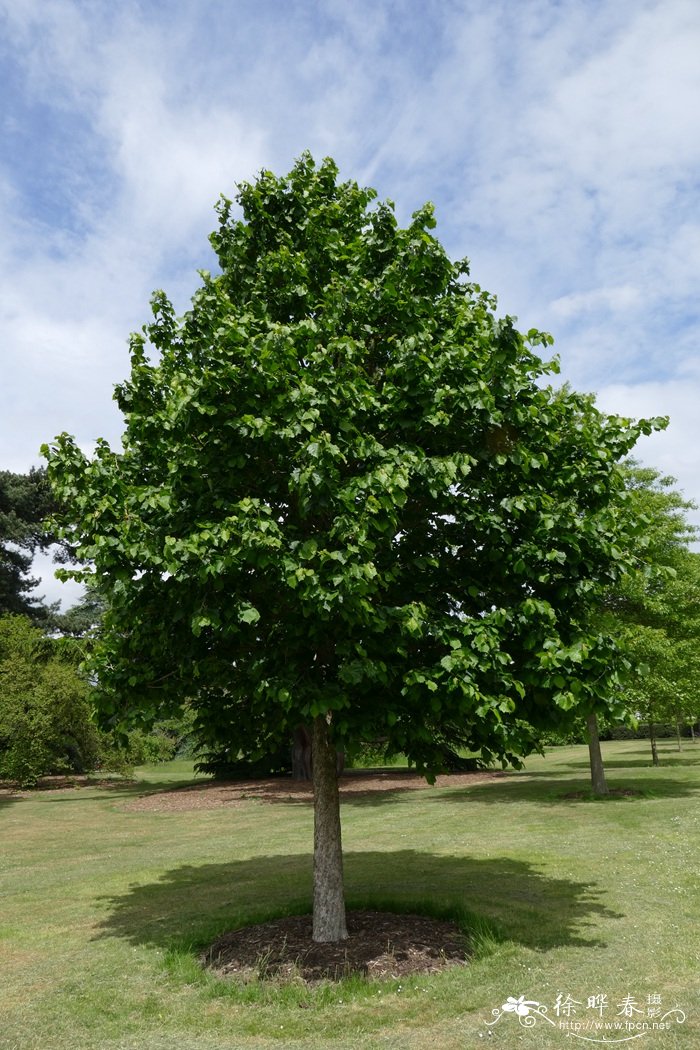 土耳其榛Corylus colurna