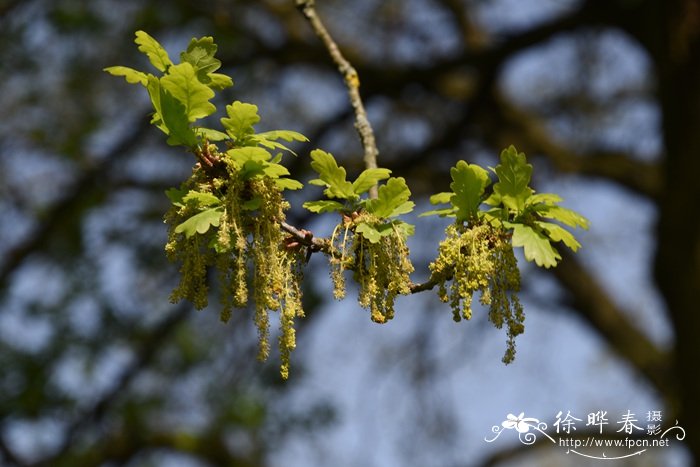 夏栎Quercus robur 夏栎Quercus robur