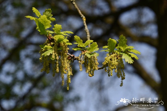 夏栎Quercus robur