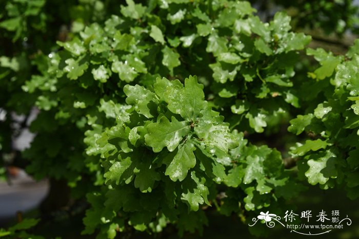 夏栎Quercus robur 夏栎Quercus robur