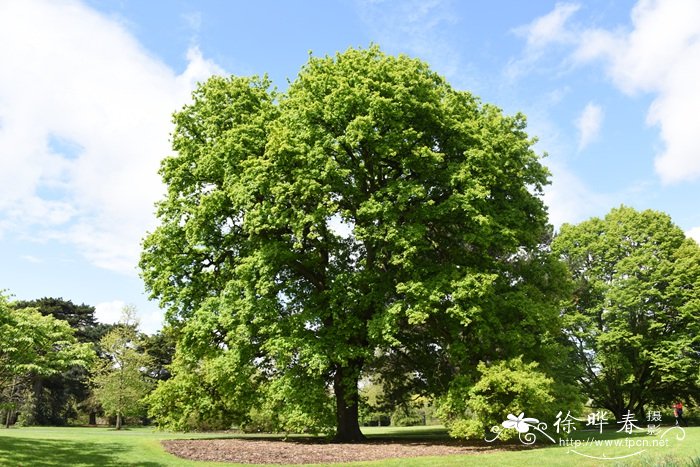 夏栎Quercus robur