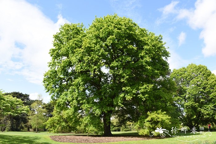 夏栎Quercus robur 夏栎Quercus robur