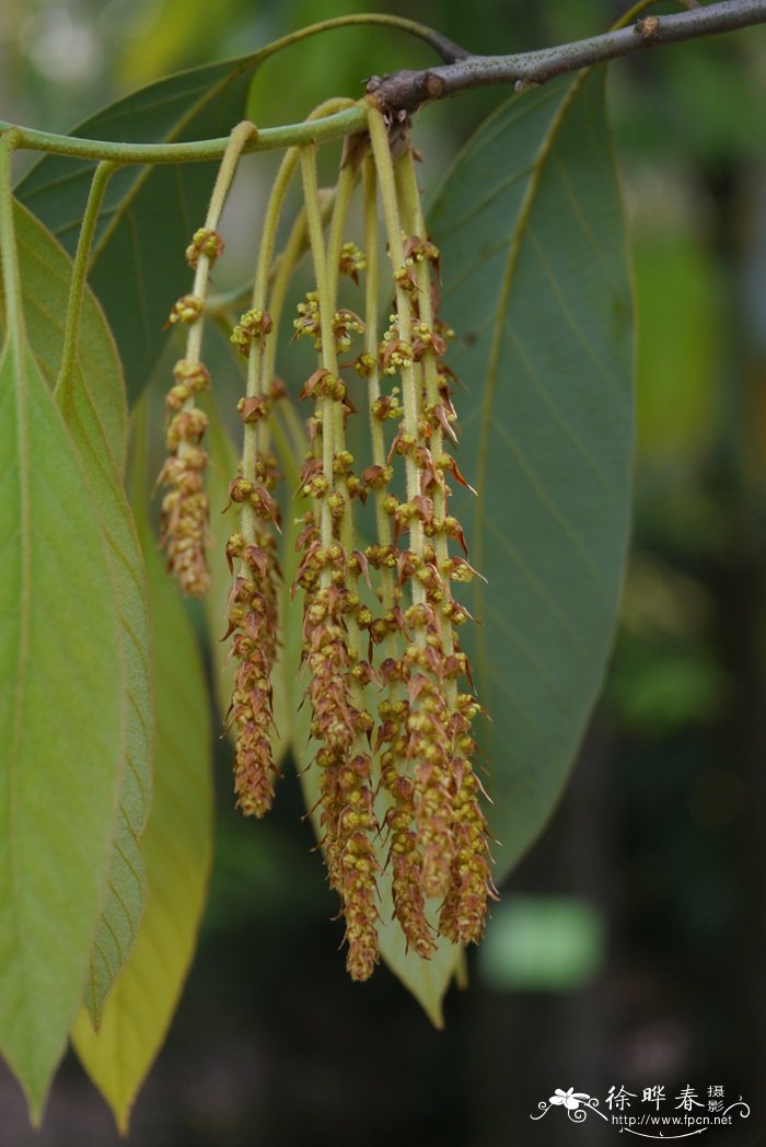 饭甑青冈Cyclobalanopsis fleuryi