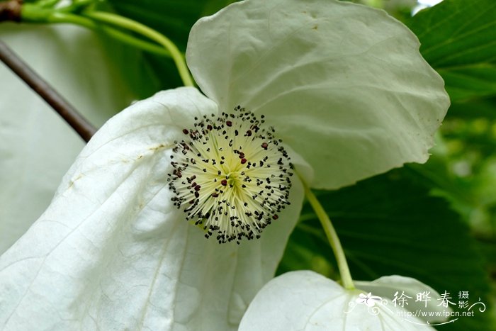 珙桐 Davidia involucrata 珙桐 Davidia involucrata