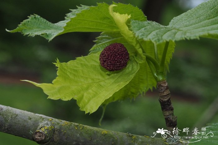 珙桐 Davidia involucrata 珙桐 Davidia involucrata