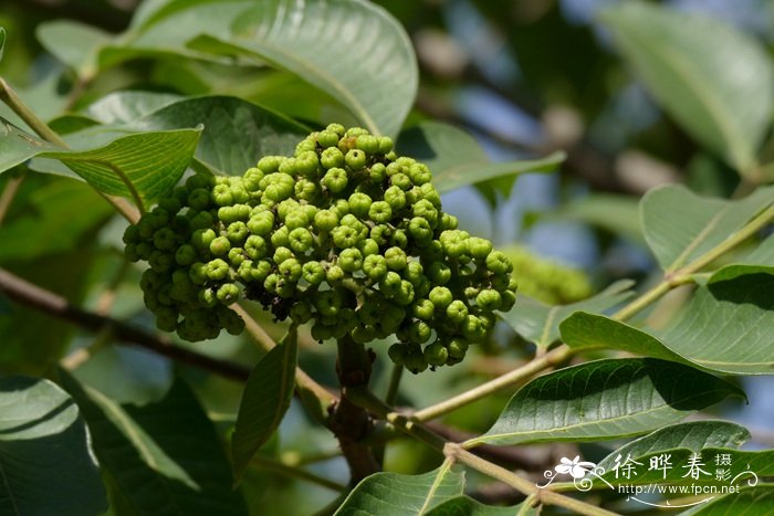 吴茱萸Tetradium ruticarpum 吴茱萸Tetradium ruticarpum