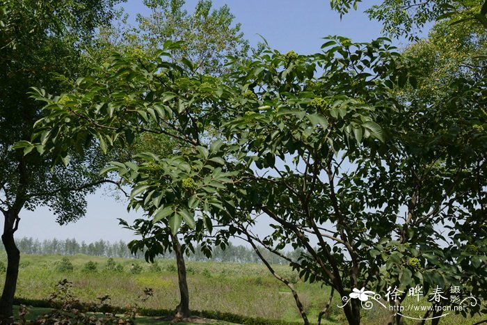 吴茱萸Tetradium ruticarpum 吴茱萸Tetradium ruticarpum
