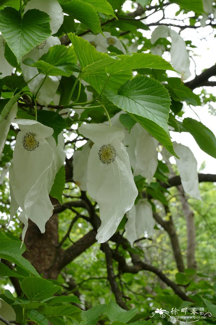 珙桐 Davidia involucrata 珙桐 Davidia involucrata