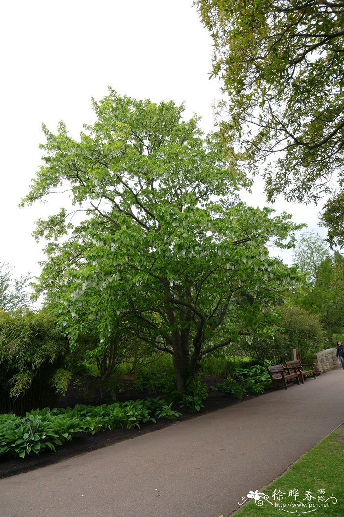 珙桐 Davidia involucrata 珙桐 Davidia involucrata