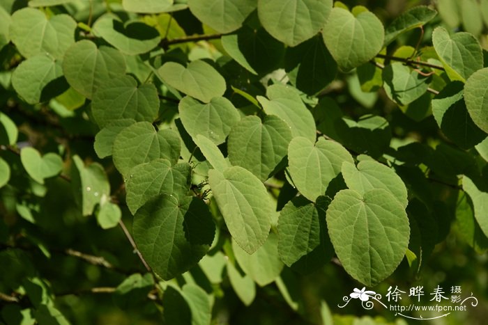 连香树Cercidiphyllum japonicum