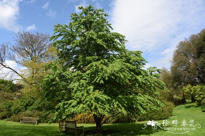 连香树Cercidiphyllum japonicum