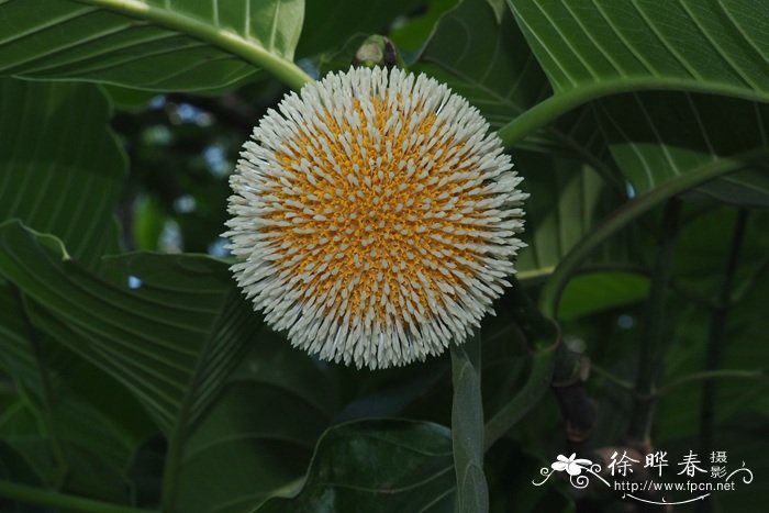 团花Neolamarckia cadamba 团花Neolamarckia cadamba