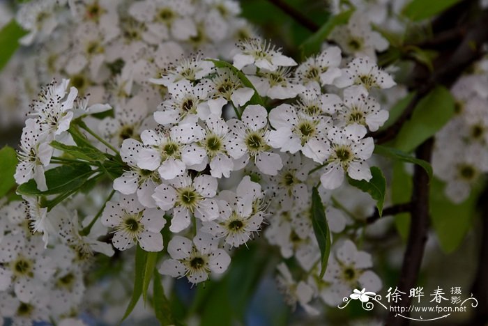 川梨Pyrus pashia 川梨Pyrus pashia