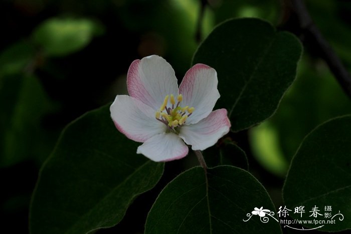 榅桲Cydonia oblonga 榅桲Cydonia oblonga
