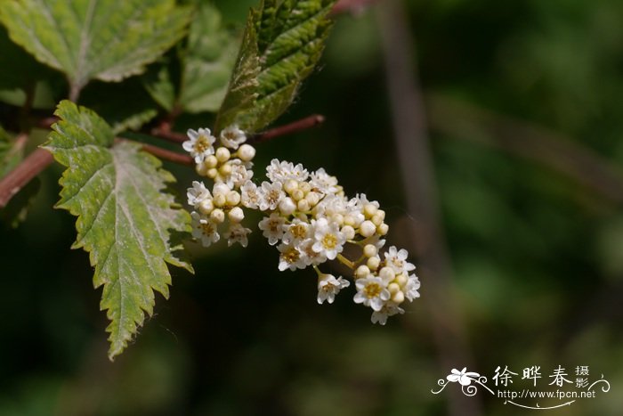 华空木Stephanandra chinensis 华空木Stephanandra chinensis