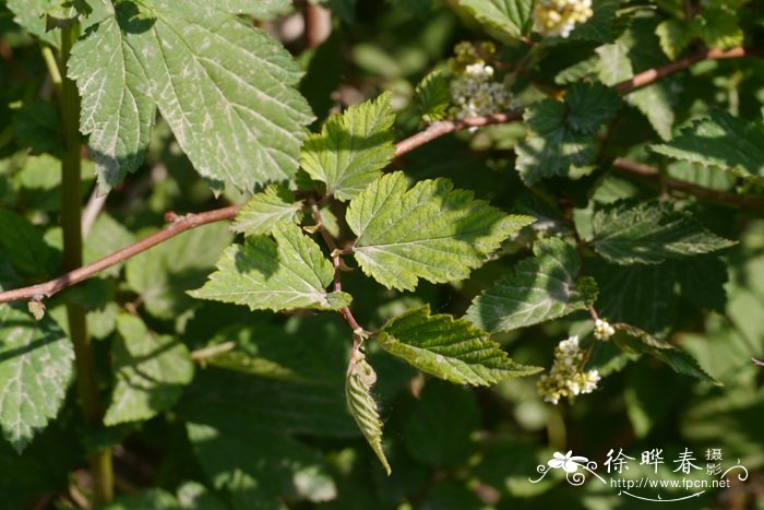 华空木Stephanandra chinensis 华空木Stephanandra chinensis