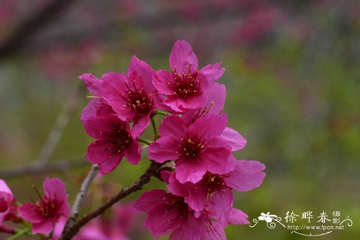 钟花樱桃Cerasus campanulata 钟花樱桃Cerasus campanulata