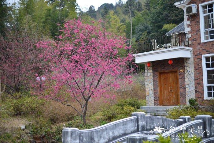 钟花樱桃Cerasus campanulata 钟花樱桃Cerasus campanulata