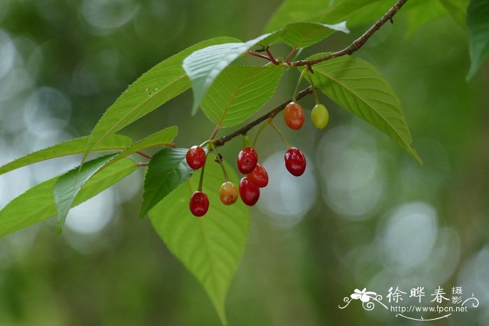 钟花樱桃Cerasus campanulata 钟花樱桃Cerasus campanulata