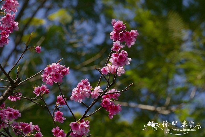 云南樱花 Cerasus cerasoides 云南樱花 Cerasus cerasoides