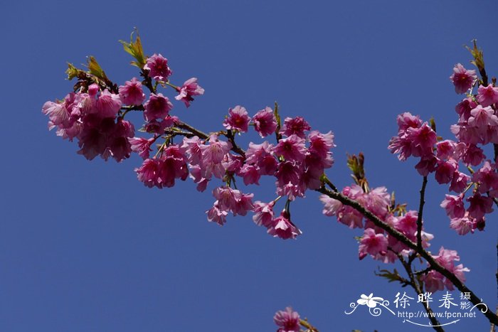 云南樱花 Cerasus cerasoides 云南樱花 Cerasus cerasoides