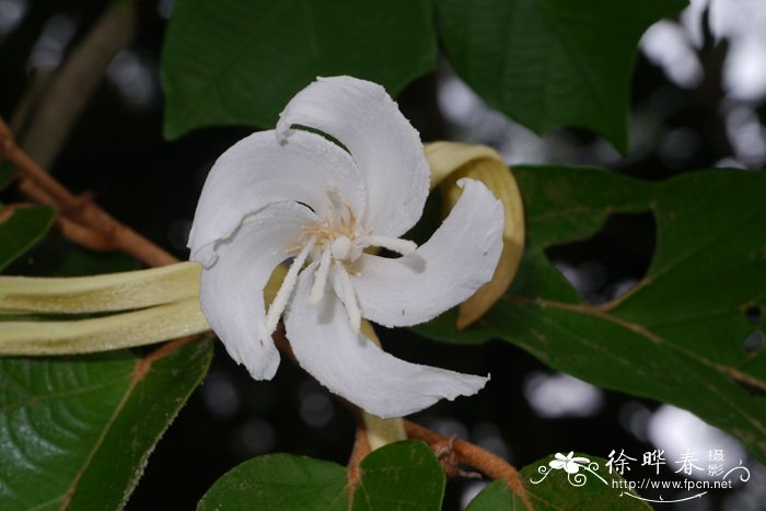 截裂翻白树Pterospermum truncatolobatum 截裂翻白树Pterospermum truncatolobatum