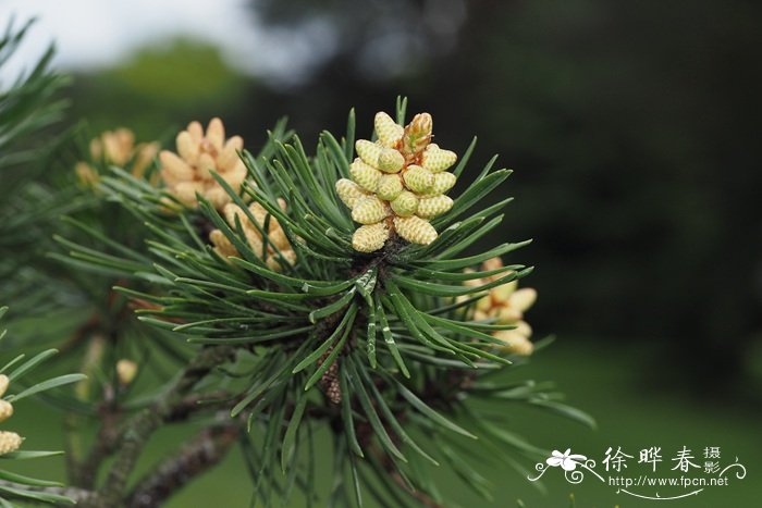 北美短叶松Pinus banksiana 北美短叶松Pinus banksiana