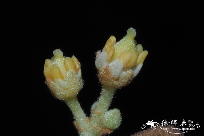 蕨叶罗望子Sarcotoechia serrata 蕨叶罗望子Sarcotoechia serrata