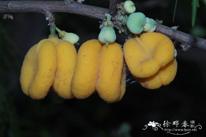 蕨叶罗望子Sarcotoechia serrata 蕨叶罗望子Sarcotoechia serrata