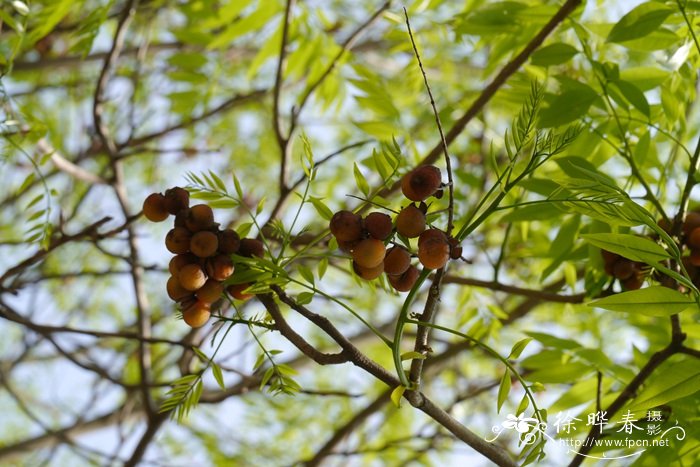 无患子Sapindus saponaria