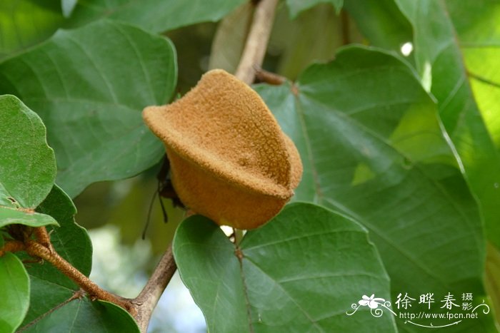 截裂翻白树Pterospermum truncatolobatum 截裂翻白树Pterospermum truncatolobatum
