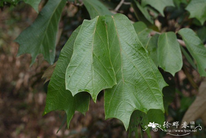 截裂翻白树Pterospermum truncatolobatum 截裂翻白树Pterospermum truncatolobatum