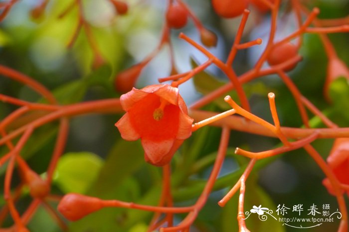 澳洲火焰木Brachychiton acerifolius 澳洲火焰木Brachychiton acerifolius