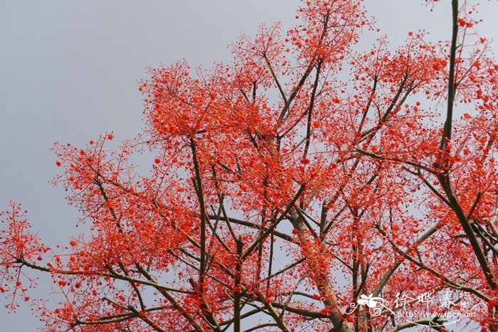 澳洲火焰木Brachychiton acerifolius 澳洲火焰木Brachychiton acerifolius