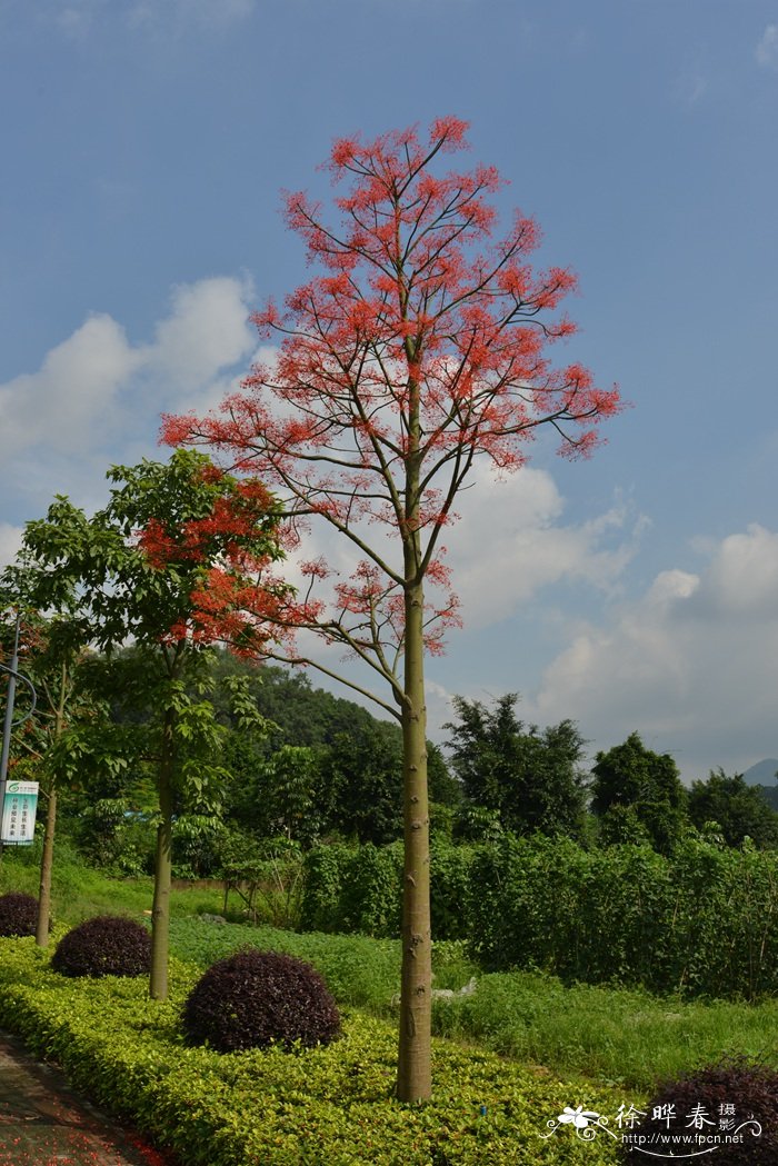 澳洲火焰木Brachychiton acerifolius 澳洲火焰木Brachychiton acerifolius