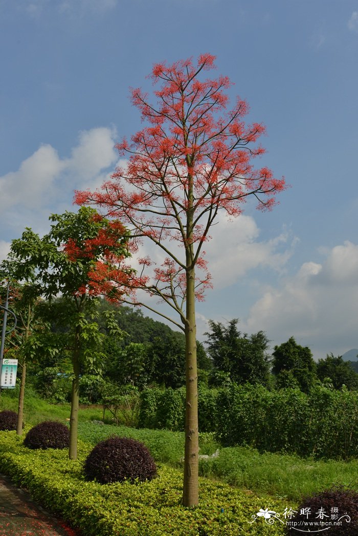 澳洲火焰木Brachychiton acerifolius