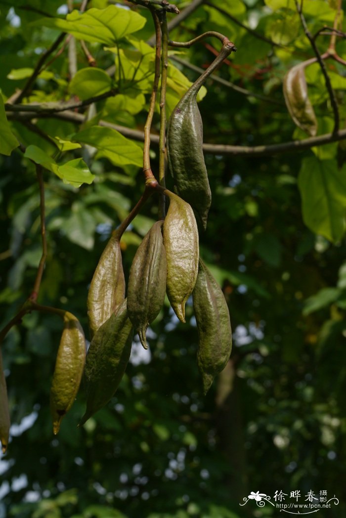 澳洲火焰木Brachychiton acerifolius