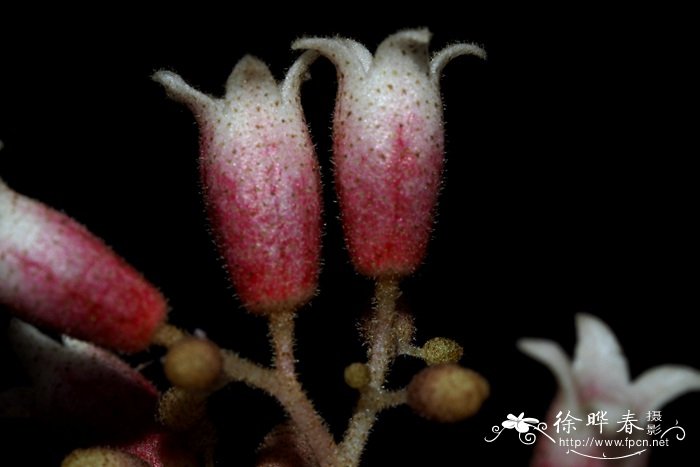 长柄银叶树Heritiera angustata 长柄银叶树Heritiera angustata
