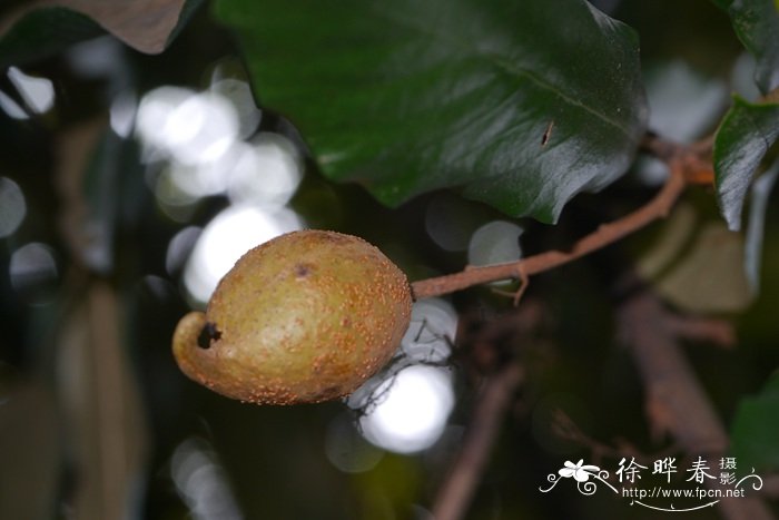 长柄银叶树Heritiera angustata 长柄银叶树Heritiera angustata