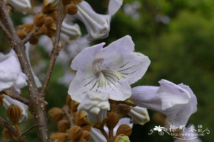 台湾泡桐Paulownia kawakamii 台湾泡桐Paulownia kawakamii
