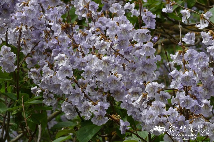 台湾泡桐Paulownia kawakamii 台湾泡桐Paulownia kawakamii