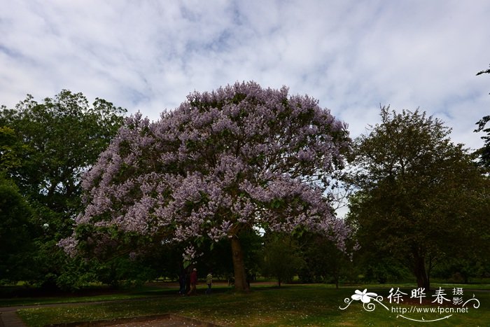 台湾泡桐Paulownia kawakamii 台湾泡桐Paulownia kawakamii