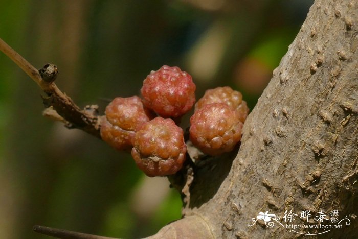 竹叶花椒Zanthoxylum armatum 竹叶花椒Zanthoxylum armatum