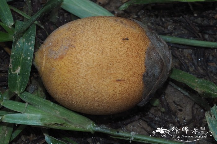 大果直叶榈Attalea butyracea 大果直叶榈Attalea butyracea