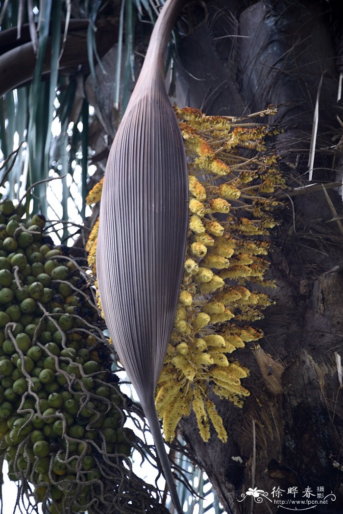 大果直叶榈Attalea butyracea 大果直叶榈Attalea butyracea