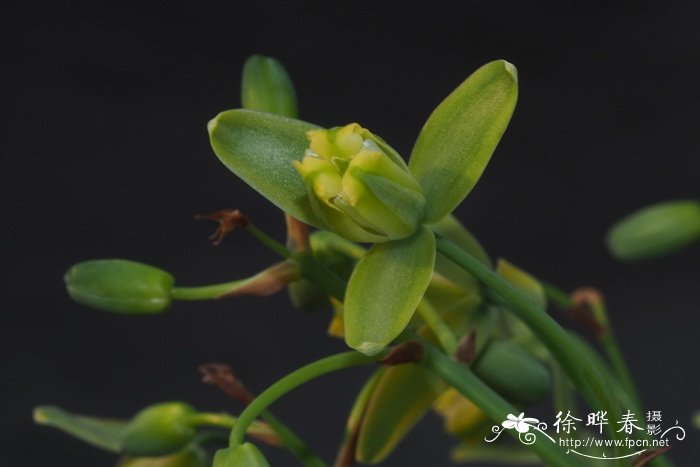 弹簧草Albuca namaquensis