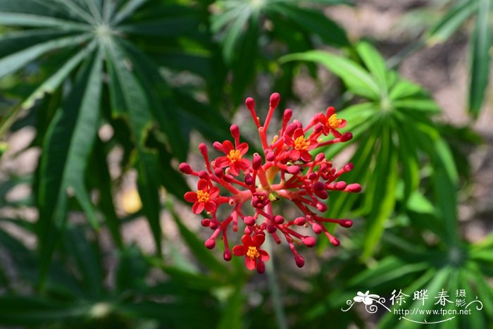 细裂麻疯树Jatropha multifida